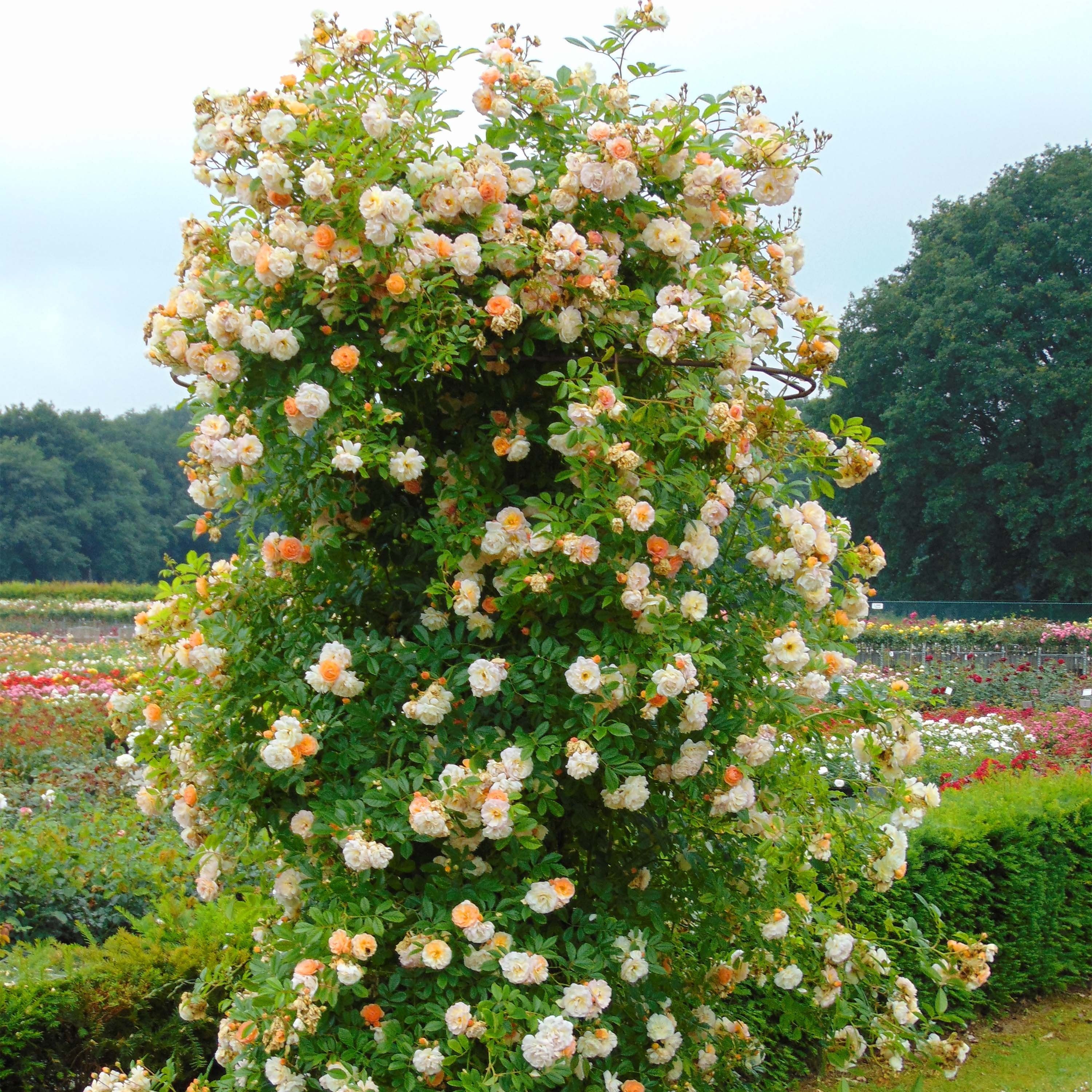 Rosa 'Ghislaine de Feligonde'